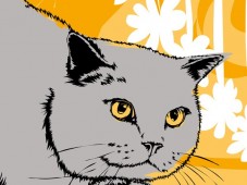 Deutschland : Portrait Cats&Dogs Basic Österreichweit