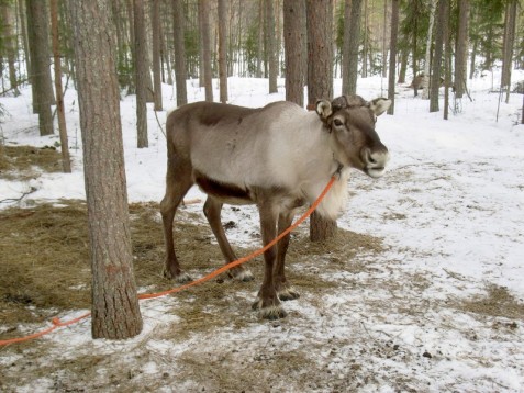 snowmobile lapland
