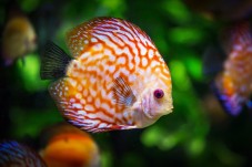 Visite de l'Aquarium SEA LIFE - 1 Enfant (3-11 ans)