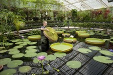Royalen botanischen Gärten London